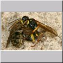 Mellinus arvensis - Kotwespe w37b 14mm beim Laehmungsstich.jpg